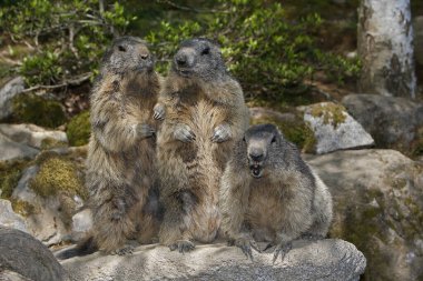 Alpine Marmot, marmota marmota, Kayaların Üzerinde Yetişkinler, Fransa  