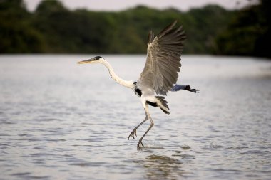 Beyaz Burunlu Balıkçıl, Ardea Kakaosu, Nehirde Yetişkin Balıkçılığı, Uçuşta Los Lianos, Venezuela  