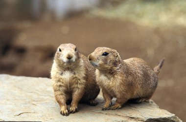 Kara Kuyruklu Çayır Köpeği, cynomys ludovicianus, Yetişkinler 