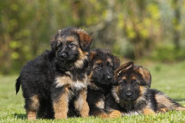 Alman Çoban Köpeği, Çimlerin üzerinde duran Yavru Köpek  