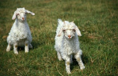 Angora 'nın Evcil Keçisi, Mohair Yününü Üreten Çocuklar  
