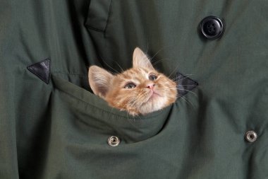 Kırmızı Tekir Ev Kedisi, Cebimde Kedicik Oynuyor  