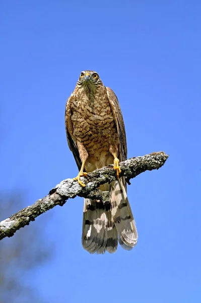 European Sparrowhawk Accipiter Nisus Stojící Branch Normandie — Stock fotografie