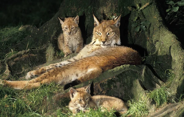 Lince Europeo Lince Felis Madre Cachorro — Foto de Stock