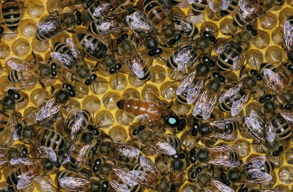 Honey Bee Apis Mellifera Κυψέλη Που Δείχνει Βασίλισσα Και Εργάτες — Φωτογραφία Αρχείου