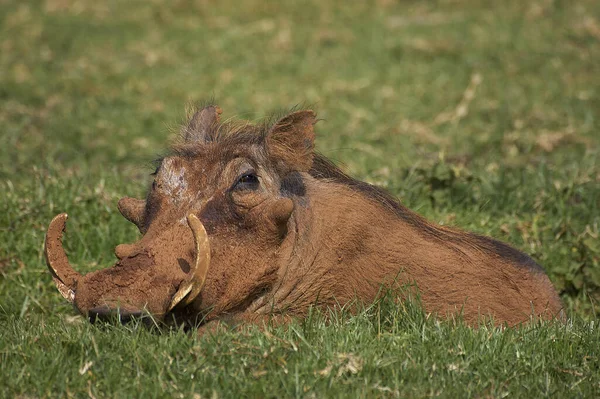 Warthog Phacochoerus Aehellicus Masai Mara Kenya — стоковое фото