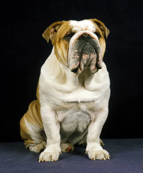 Man Engelska Bulldogg Hund Sittande — Stockfoto