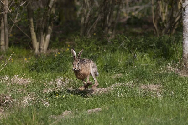 European Brown Hare Lepus Europaeus Dorosły Biegający Trawie Normandia — Zdjęcie stockowe