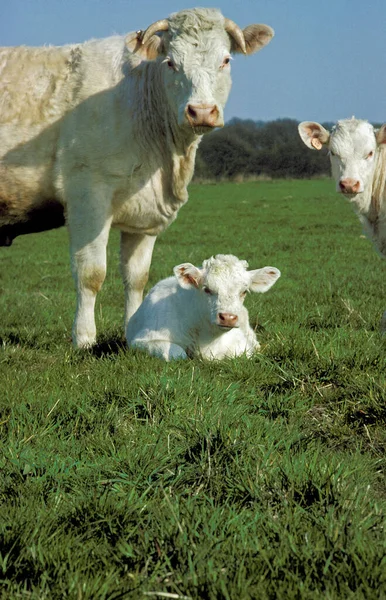 Charolais Evcil Sığır Fransız Malı Anne Dana — Stok fotoğraf