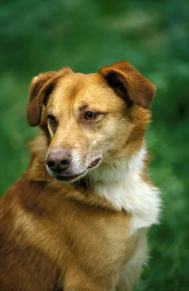 Портрет Собаки Природный Фон — стоковое фото
