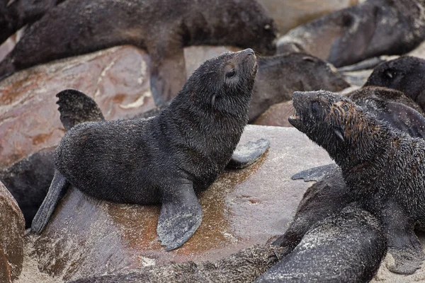 Selo Pele Sul Africano Arctocephalus Pusillus Cachorros Cape Cross Namíbia — Fotografia de Stock