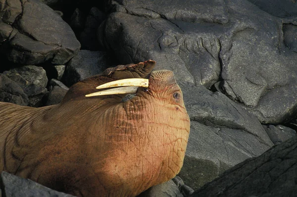 Mors Odobenus Rosmarus Okrągła Wyspa Alaska — Zdjęcie stockowe