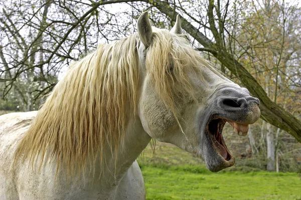 Percheron Draft Kuda Perancis Breed Yawning — Stok Foto