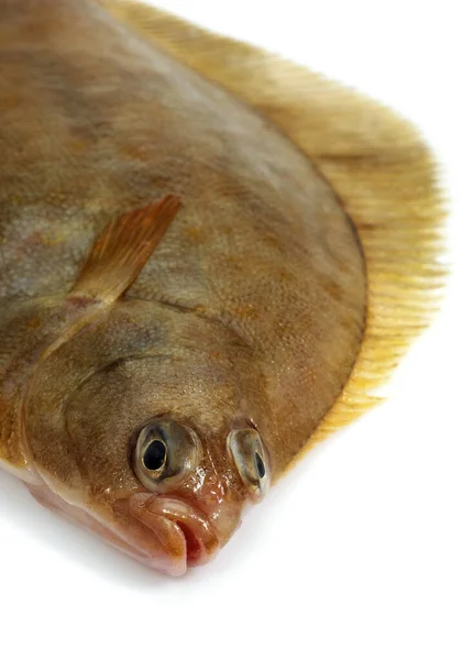 Brill Scophthalmus Rhombus Fresh Fish White Background — Stock Photo, Image