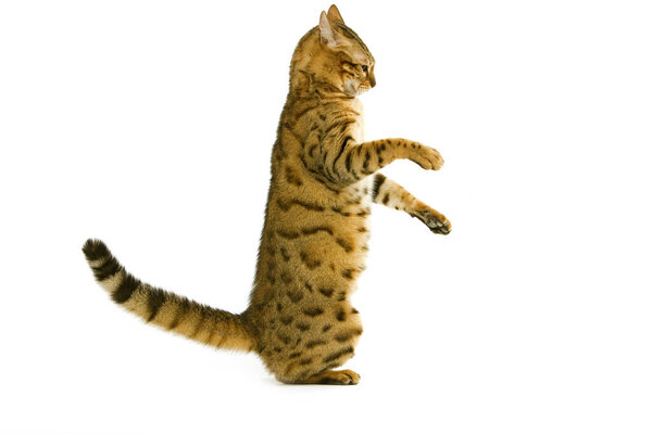 Brown Spotted Tabby Bengal Domestic Cat standing on Hind Legs against White Background  