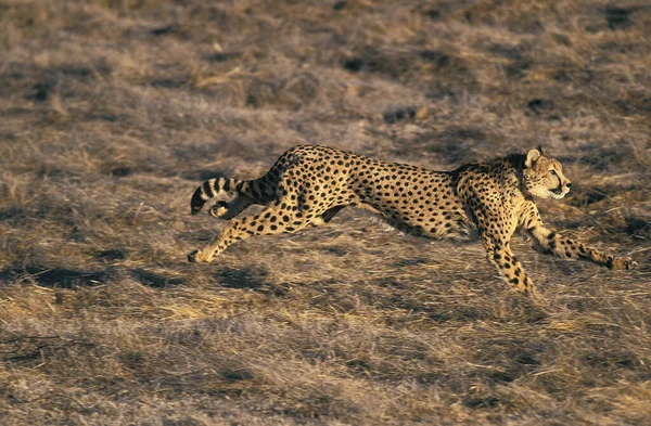 Cheetah Acinonyx Jubatus Adult Running Masai Mara Park Kenia —  Fotos de Stock