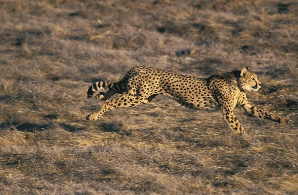 Cheetah Acinonyx Jubatus Corrida Para Adultos Masai Mara Park Quênia — Fotografia de Stock