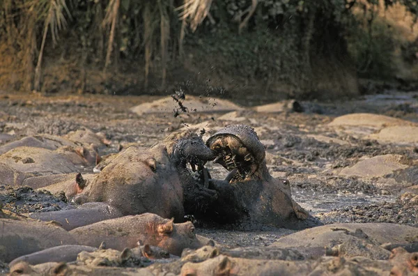 Hroch Hroch Obojživelný Samci Bojující Park Virunga Kongu — Stock fotografie