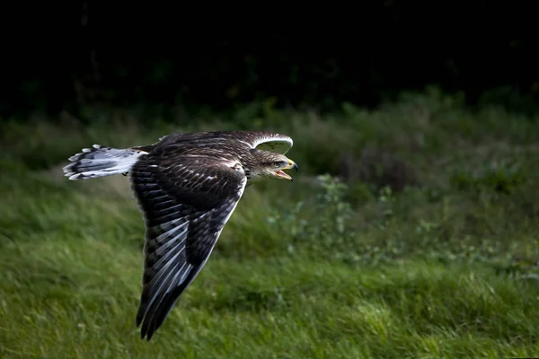 Ferrugineuze Havik Buteo Regalis Volwassene Vlucht — Stockfoto