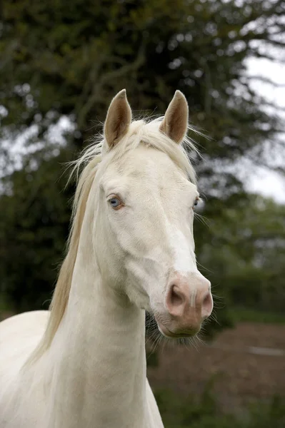 Akhal Teke Raça Cavalo Turquemenistão Mare — Fotografia de Stock