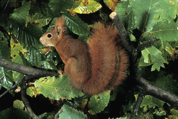 Écureuil Roux Sciurus Vulgaris — Photo