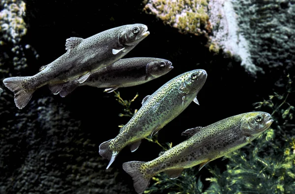 Rainbow Trout Salmo Gairdneri — стоковое фото