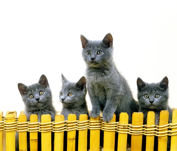 Chartreux Domestic Cat Kitten White Background — Stock Photo, Image