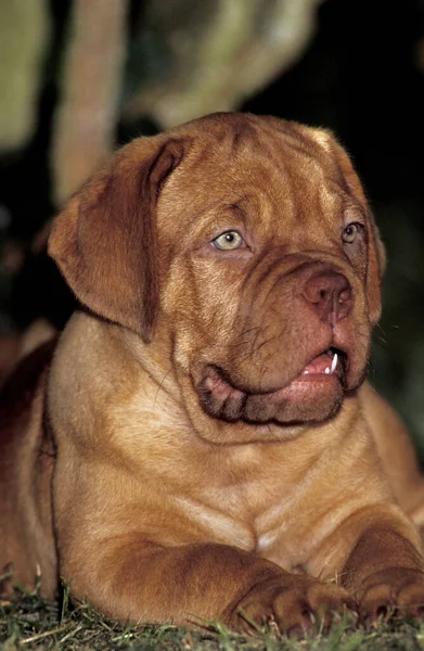 Bordeaux Mastiff Dog Szczeniaczek — Zdjęcie stockowe