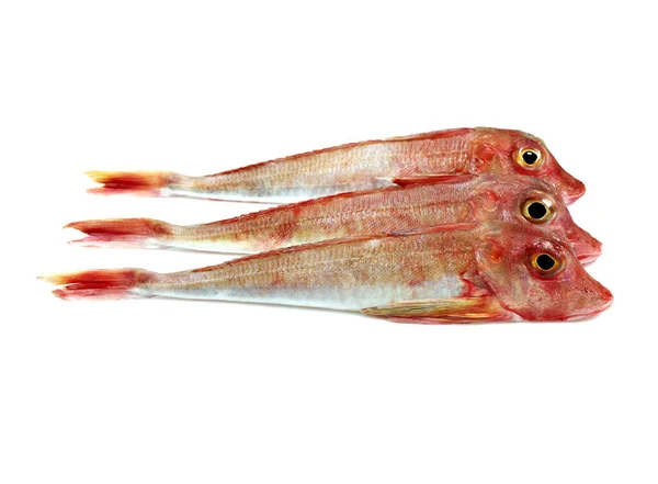 Roter Knurrhahn Trigla Cuculus Frische Fische Vor Weißem Hintergrund — Stockfoto