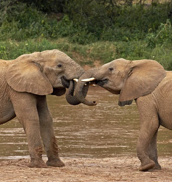 Elefante Africano Loxodonta Africana Jovens Brincando Parque Masai Mara Quênia — Fotografia de Stock