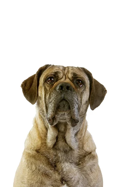 Cane Corso Una Raza Perro Italie Retrato Perro Contra Fondo — Foto de Stock