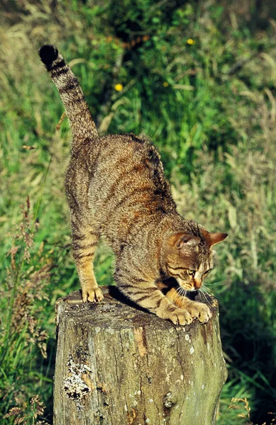 Brown Tabby Domestic Cat Afilando Sus Garras Rama — Foto de Stock