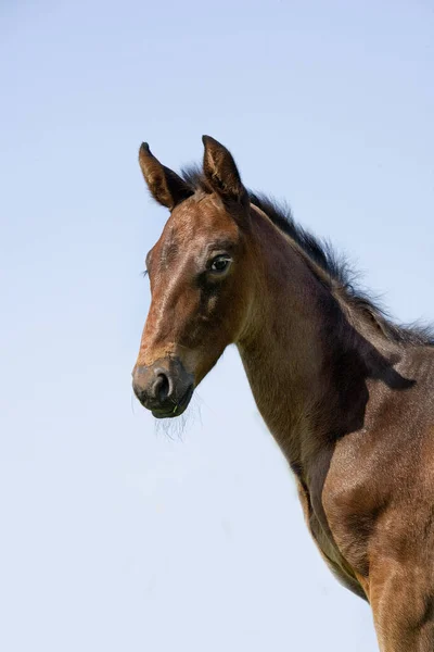 Trotter Francuski Portret Źrebaka Normandia — Zdjęcie stockowe