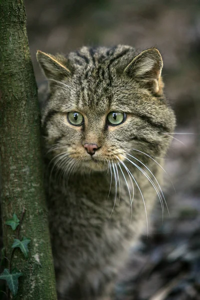 Porträt Der Europäischen Wildkatze Felis Silvestris — Stockfoto