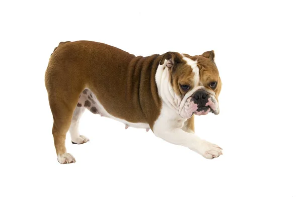 English Bulldog Vrouw Staande Tegen Witte Achtergrond — Stockfoto