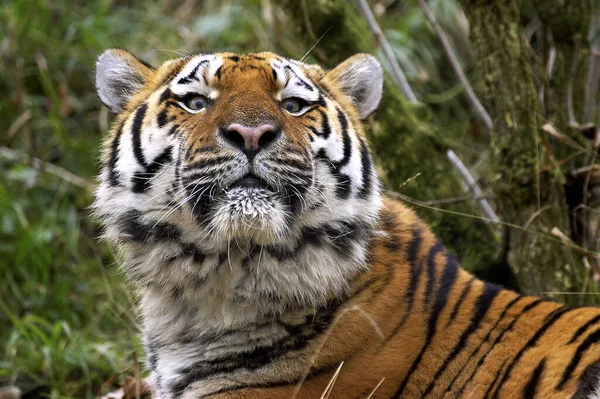 Tigre Siberiano Panthera Tigris Altaica — Fotografia de Stock