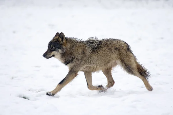 Lobo Ibérico Canis Lupus Signatus Pie Sobre Nieve —  Fotos de Stock