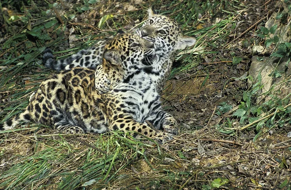 Jaguar Panthera Onca Cub Játszik — Stock Fotó