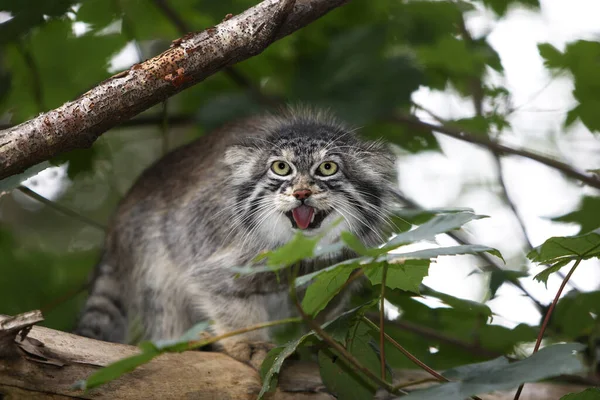 Manul Pallas Cat Otocolobus Manul Adult Standing Branch Snarling — стоковое фото