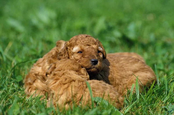 アプリコットスタンダードプールドッグ 草の上に寝そべっている子犬 — ストック写真