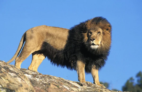 Leão Africano Panthera Leo Masculino Sobre Rochas — Fotografia de Stock