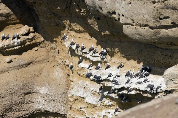 Booby Péruvien Sula Variegata Colonie Aux Îles Ballestas Réserve Paracas — Photo