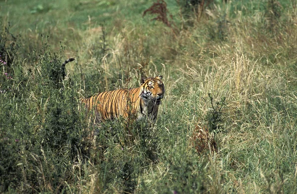 Bengaalse Tijger Panthera Tigris Tigris Volwassen Lang Gras — Stockfoto
