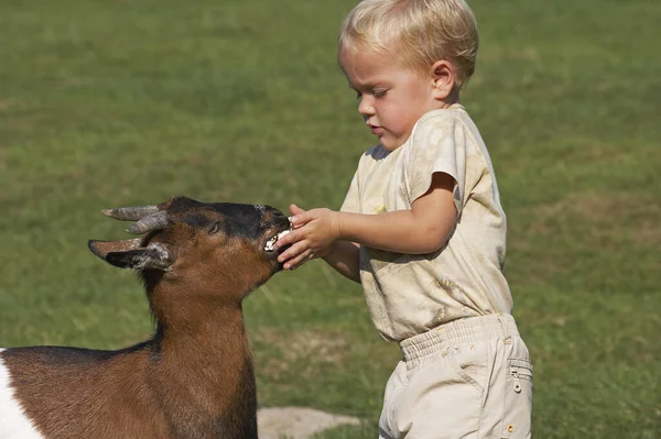 Boy Feeding Pygmy Goat — Stock fotografie