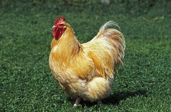 Orpington Cockerel Belföldi Csirke Angol Fajta — Stock Fotó