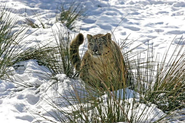 Leopardo Neve Onça Uncia Uncia — Fotografia de Stock