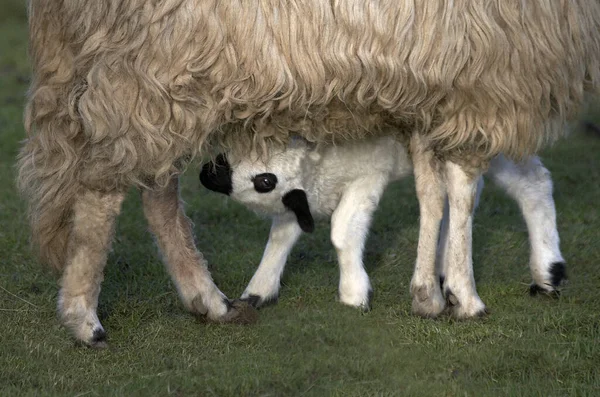 Thones Marthod Domestic Sheep Mother Cub Suckling — Stock Photo, Image