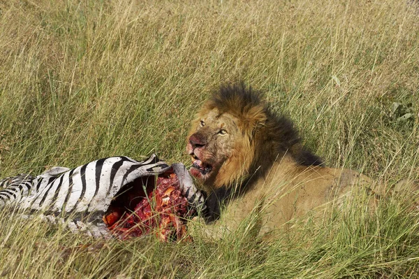 Leão Africano Pantera Leo Masculino Com Matança Carcaça Zebra Parque — Fotografia de Stock