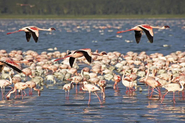 Lesser Flamingo Phoenicopterus Minor Nakuru Lake Kenya — Stock Photo, Image