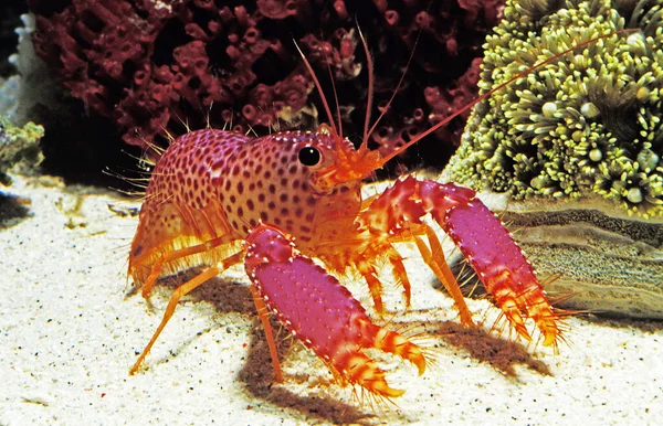 Crayfish in sea, natural background